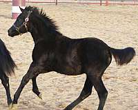 eligible-irish-draught-horse