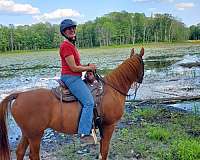 trail-arabian-horse