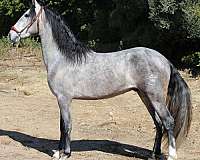 trujillo-lines-andalusian-horse