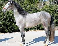 sylmar-horse