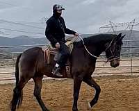 sooty-buckskin-andalusian-horse