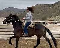 sylmar-andalusian-horse