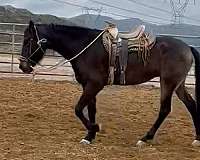 very-quiet-andalusian-horse