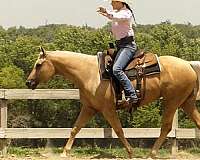 beginner-quarter-horse