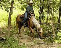 palomino-quarter-horse-mare