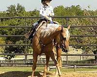 western-dressage-quarter-horse