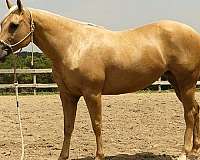 youth-quarter-horse