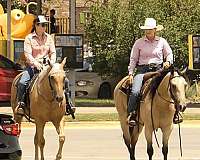 palomino-barrel-racing-horse