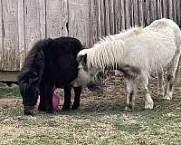 miniature-horse