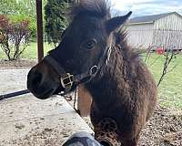 miniature-horse-for-sale