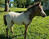 horsemanship-appaloosa-miniature-horse