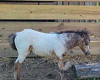 learning-miniature-horse