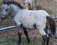 striking-miniature-horse