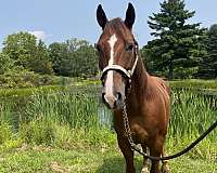 husband-safe-quarter-horse