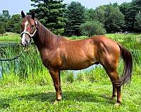 gentle-quarter-horse