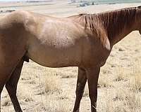 trail-quarter-horse