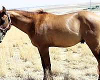 gentle-quarter-horse