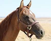 ranch-quarter-horse