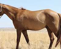 athletic-quarter-horse