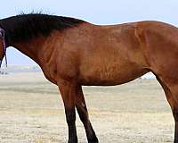 breakaway-mustang-horse