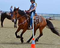 family-mustang-horse