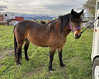 mustang-horse-for-sale