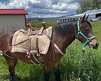 halter-trail-mustang-horse