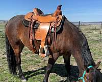 halter-trail-mare