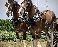 harness-horses-gelding