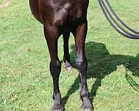 friesian-horse