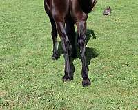 black-friesian-horse