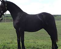 registered-friesian-horse