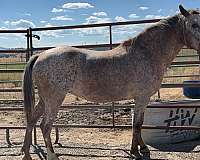 appaloosa-horse-for-sale