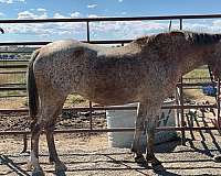 appaloosa-horse