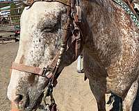 appaloosa