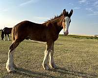 champion-stallion-clydesdale-horse