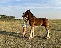 clydesdale-horse-for-sale