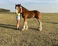 clydesdale-gelding