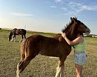 clydesdale-horse