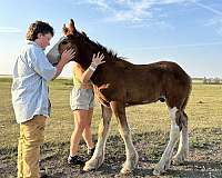 clydesdale