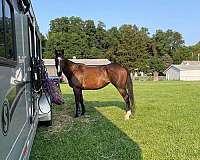 trail-thoroughbred-horse