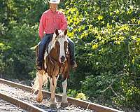 carriage-rides-draft-pony