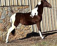 trail-tri-color-spotted-spotted-saddle-horse