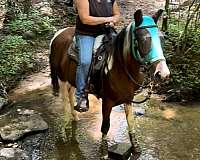 trail-tri-color-horse