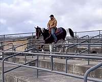 current-spotted-saddle-horse