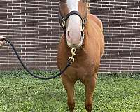 stallion-trained-weanling