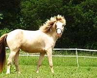 perlino-kentucky-mountain-horse