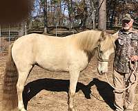 trail-horse-kentucky-mountain