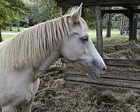 blue-eyed-kentucky-mountain-horse