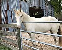 companion-kentucky-mountain-horse